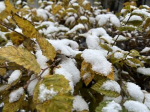 nieve primera